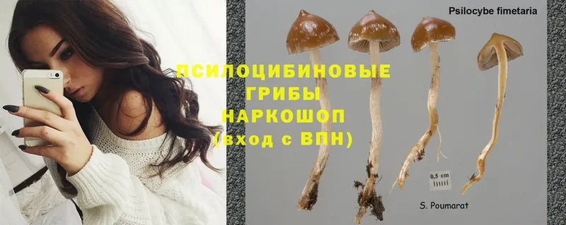 Галлюциногенные грибы Magic Shrooms Сосновка